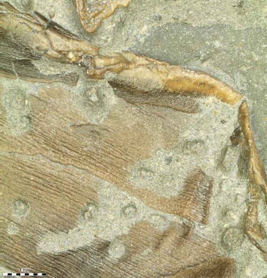 Evidence of soft tissue preseved in a Stenopterygius fossil.