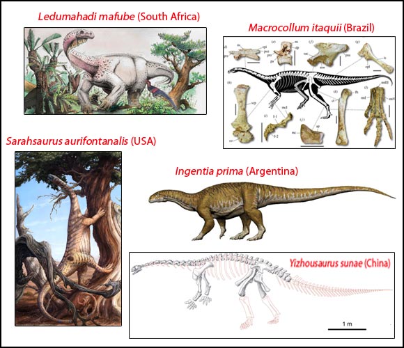 2018 - The Rise of the Sauropodomorpha.