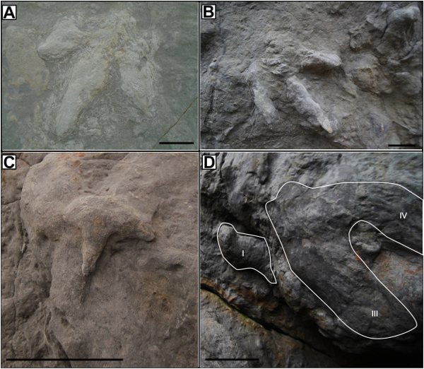 Different types of Theropod footprint. Scale bars = 5 cm.
