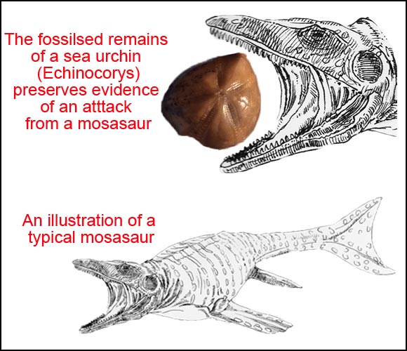 Sea urchin fossils reveals evidence of an attack by a mosasaur.