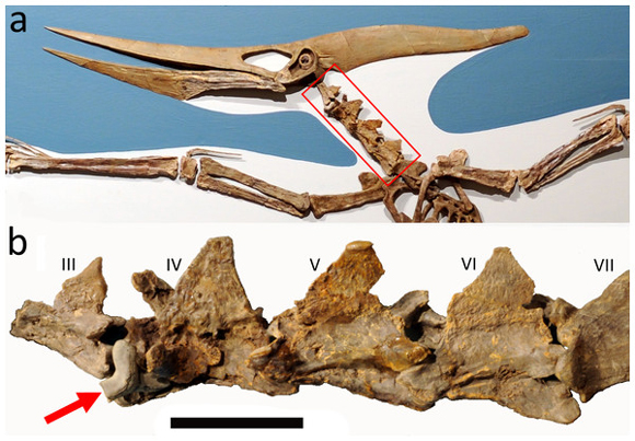 Shark tooth found in association with pterosaur cervical vertebrae.