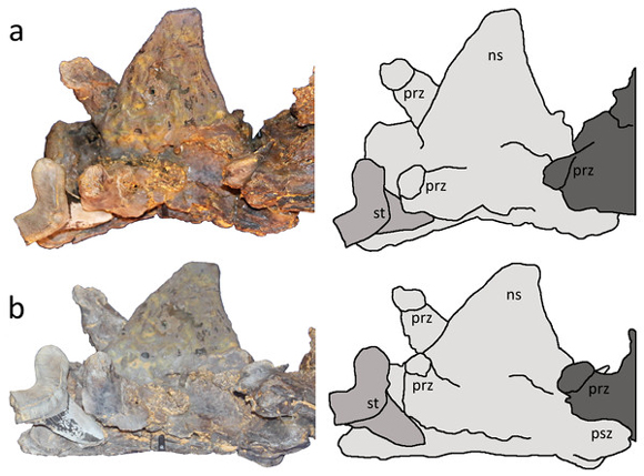 Cretoxyrhina tooth embedded in a pterosaur bone.