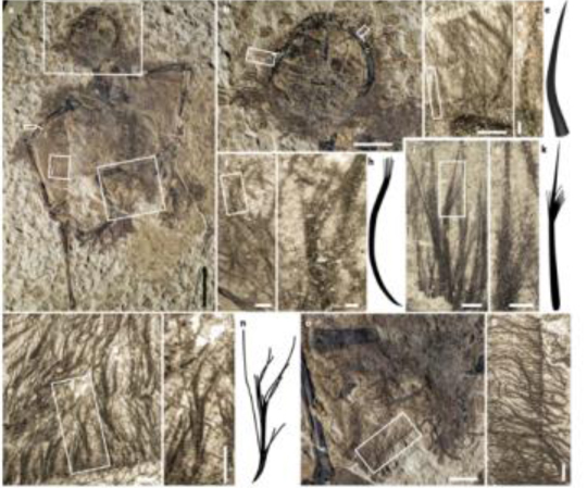High resolution microscopy identified different types of integumentary filamentous structures in pterosaur fossils.