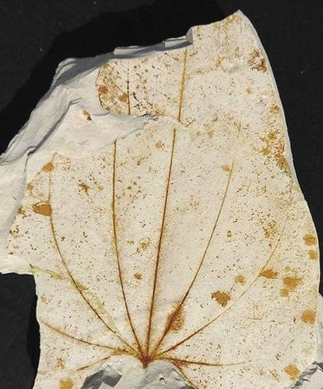 Ancient leaf fossils suggest Eocene Epoch yams.