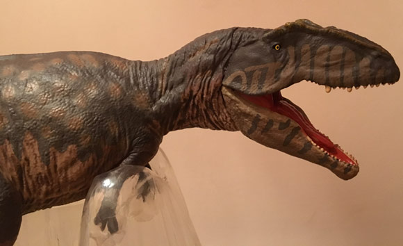 Giganotosaurus carolinii dinosaur model.