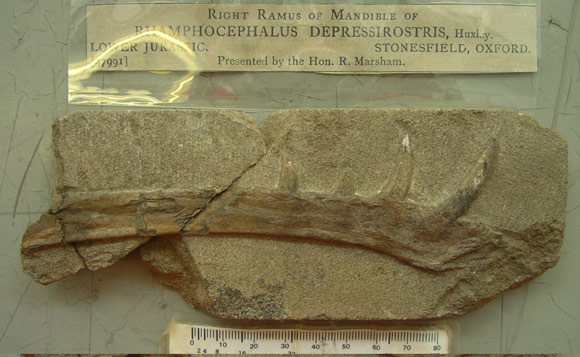 Holotype fossil fo Klobiodon rochei.