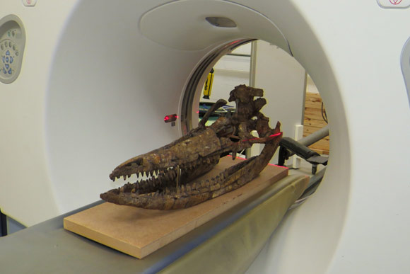 Scanning the skull of a marine reptile.