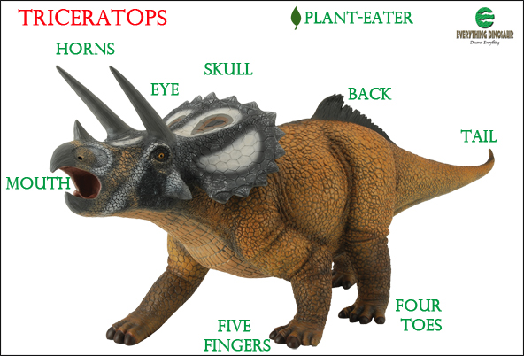 Labelling a Triceratops.