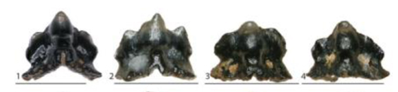 Galagadon fossil teeth.