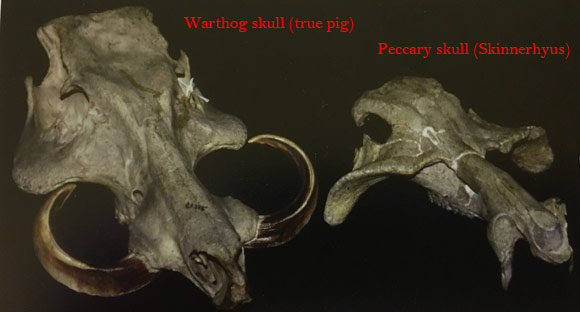 A pig skull (warthog) compared to a peccary skull.