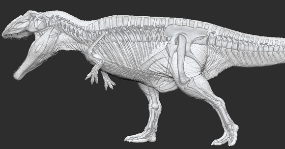 Three dimensional Giganotosaurus figure.