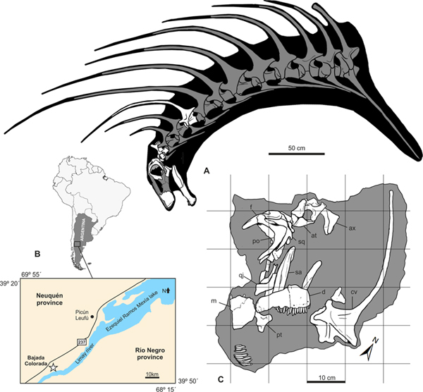 Bajadasaurus skeletal reconstrution and fossil find location.