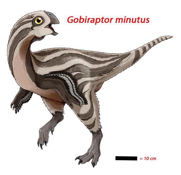 Gobiraptor minutus life reconstruction.