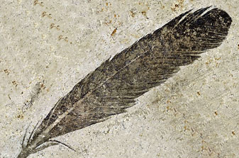 The Berlin feather - preserved as a carbonised film.