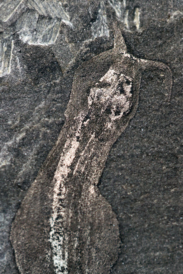 Amiskwia sagittiformis from the Burgess Shale.