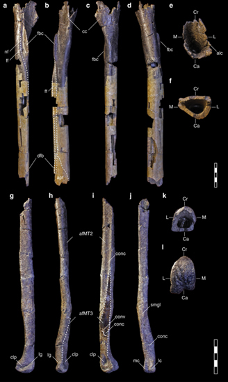 Views of the lower leg bones of Moros intrepidus.