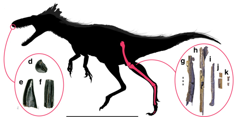 Moros intrepidus silhouette showing placement of known fossil elements.