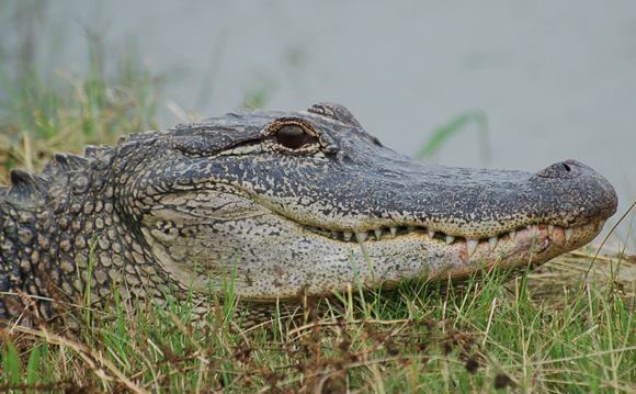 An American alligator (Alligator mississippiensis).