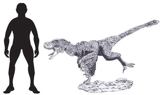 Atrociraptor marshalli scale drawing.
