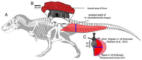 Tyrannosaur agility, mapping the position of leg locomotor muscles.
