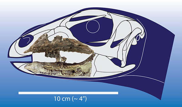 Jaw fossils of Galleonosaurus dorisae.