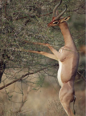 A Gerenuk antelope.