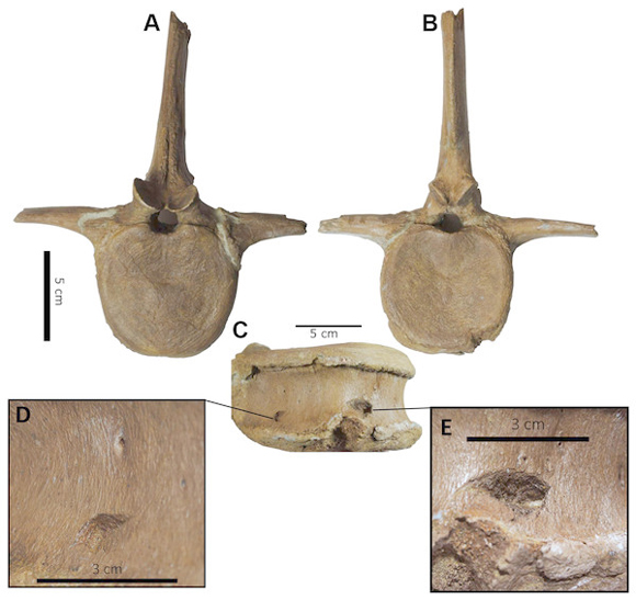 Punctured caudal vertebra suggests feeding by a sub-adult T. rex