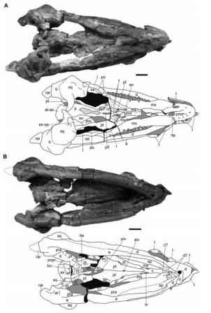 Sachicasaurus vitae skull and line drawings.