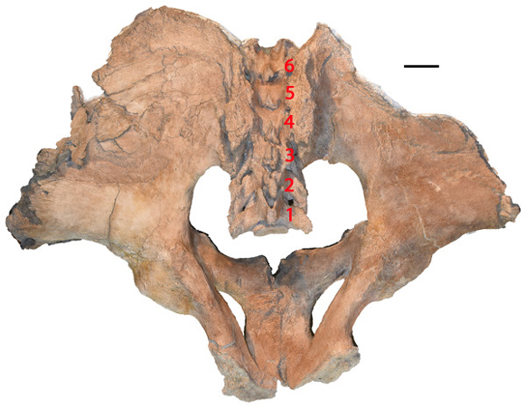 Holotype pelvis of M. pacificus (dorsal view).