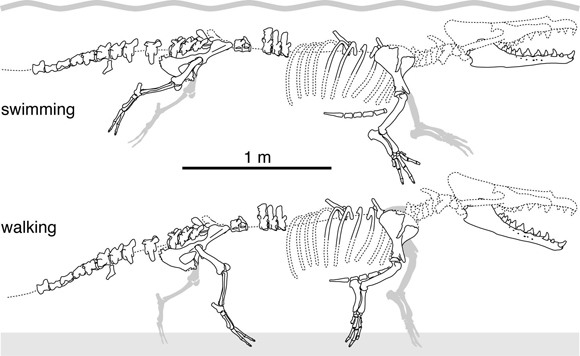 Peregocetus pacificus line drawings (swimming and on land).