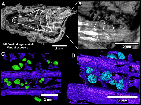 Microtektites from the Chicxulub impact recorded in fossil fish.