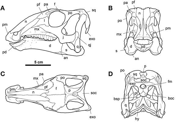 Line drawings of the skull of Gobihadros mongoliensis.