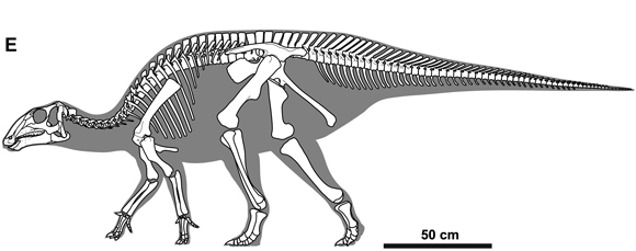 Gobihadros mongoliensis skeletal reconstruction.