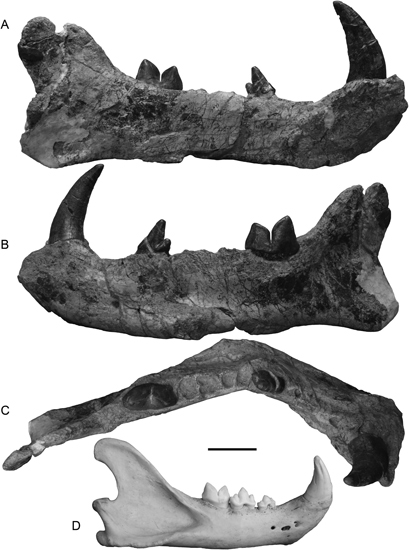 Simbakubwa jaw compared to the jaw of a lion.
