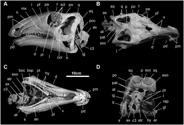 Views of the skull and mandible of Gobihadros mongoliensis.