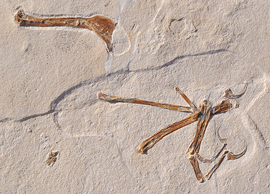 Alcmonavis poeschli holotype fossil material.
