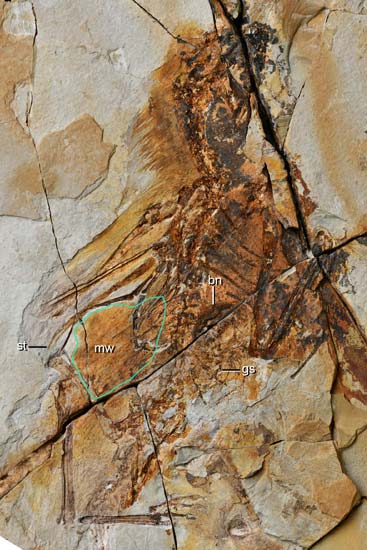 Ambopteryx fossil specimen.