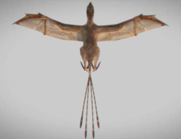 A gliding Ambopteryx longibrachium (dorsal view).