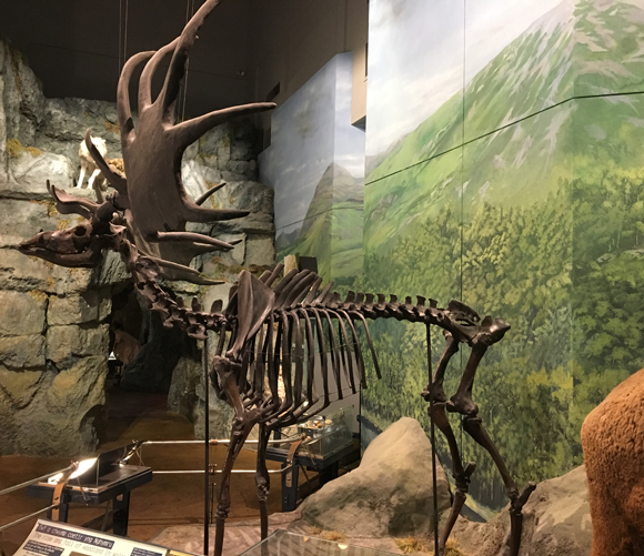 Megaloceros skeleton on display/