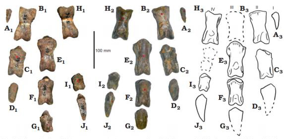Bones from the foot of Phuwiangvenator yaemniyomi.