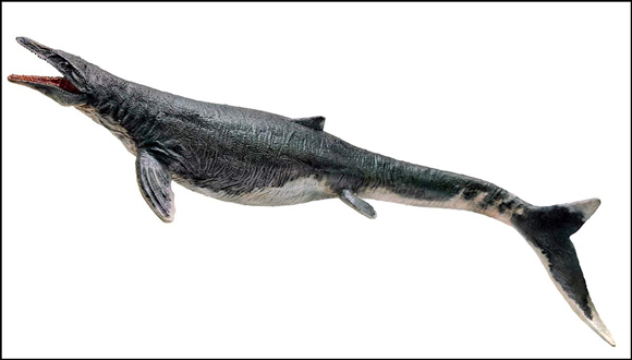 The PNSO Mosasaurus "Ron".
