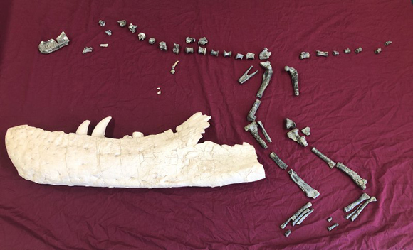 Suskityrannus compared to the jaw bone of a T. rex.
