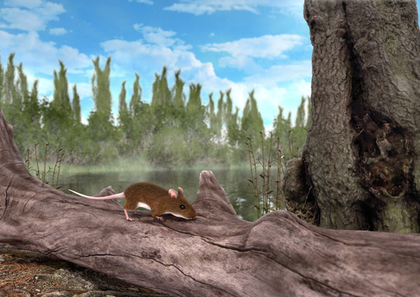 Apodemus atavus - mouse from the Pliocene helps reveal the evolution of pigmentation.