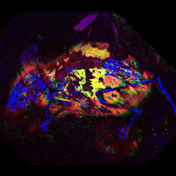 A false colour image of the fossil mouse.