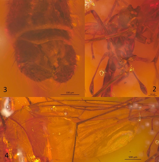 Eocene gnat fly preserved in Baltic amber (Bolitophila rohdendorfi)