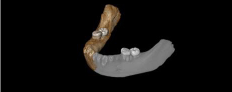 Denisovan jaw bone identified on the Tibetan Plateau (digital reconstruction).
