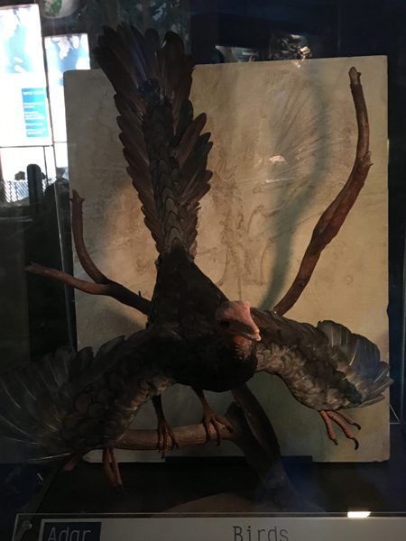 Archaeopteryx in a museum exhibit.