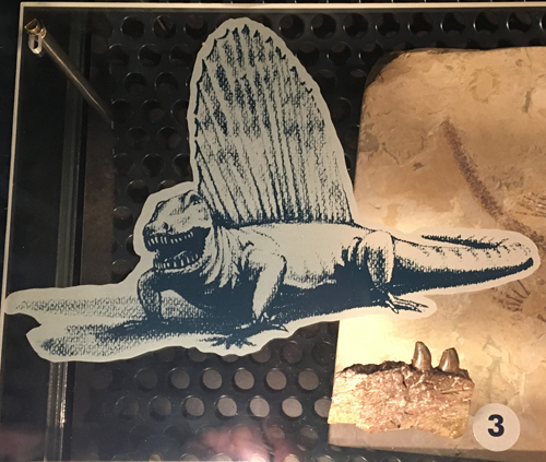 Dimetrodon jaw fragment fossil.
