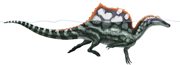 Spinosaurus aegyptiacus illustrated.