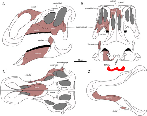 Views of the skull and jaws of Aquilarhinus.